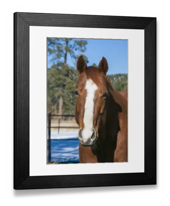 Framed Print : Horse posing Framed Print : Horse posing