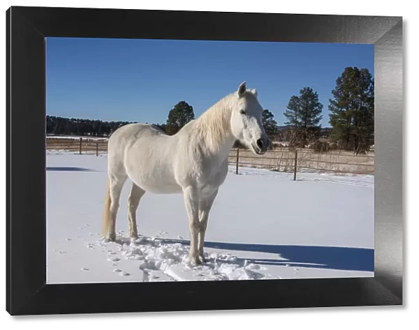 White Horse in snow