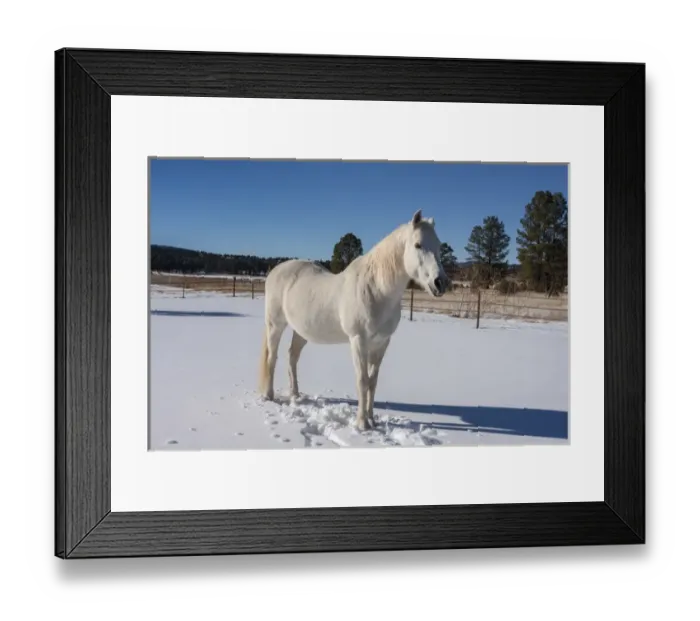 Framed Print : White Horse in snow Framed Print : White Horse in snow