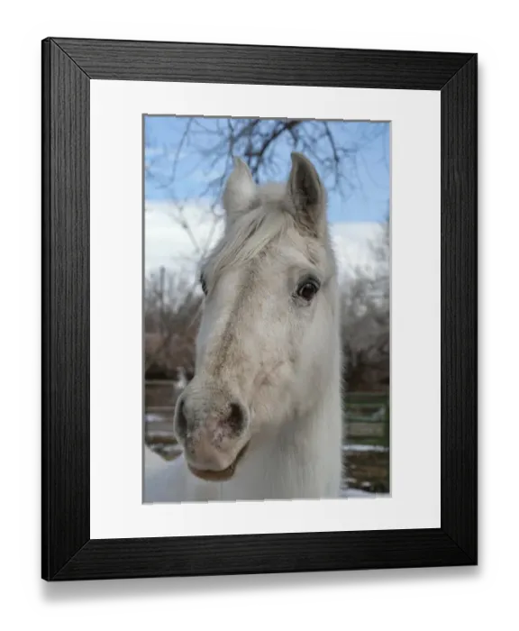 Framed Print : Portrait of a White Horse Framed Print : Portrait of a White Horse
