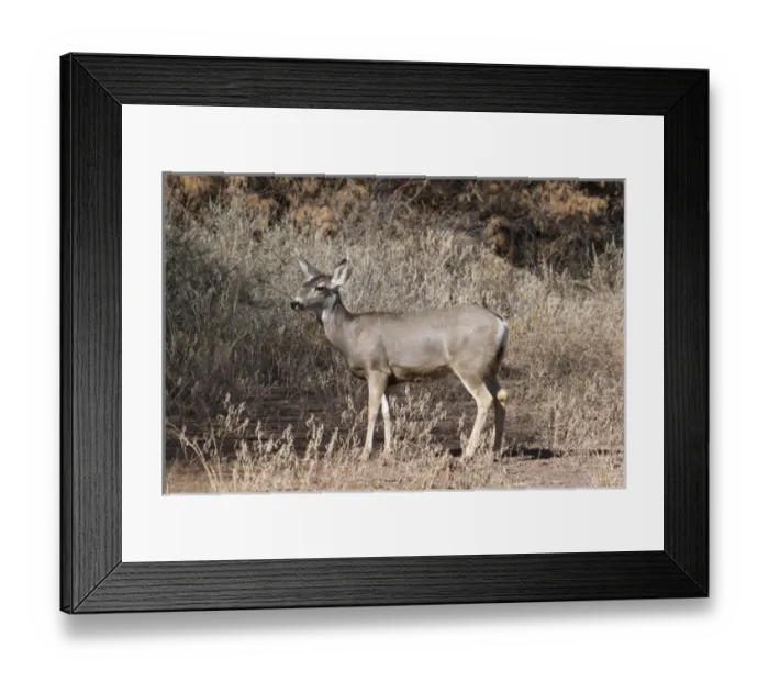 Framed Print : Mule Deer at Bosque del Apache NWR, New Mexico Framed Print : Mule Deer at Bosque del Apache NWR, New Mexico