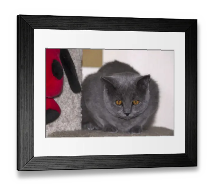 Framed Print : Crouching Cat Framed Print : Crouching Cat
