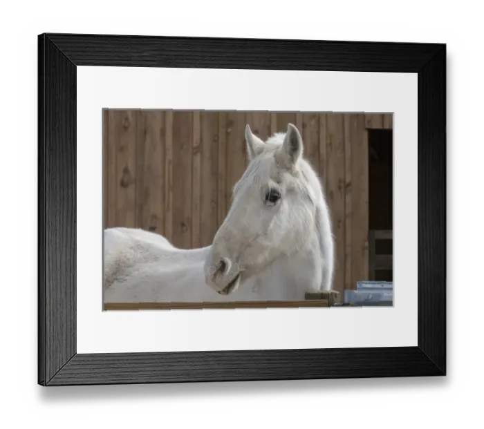 Framed Print : Portrait of a White Horse Framed Print : Portrait of a White Horse