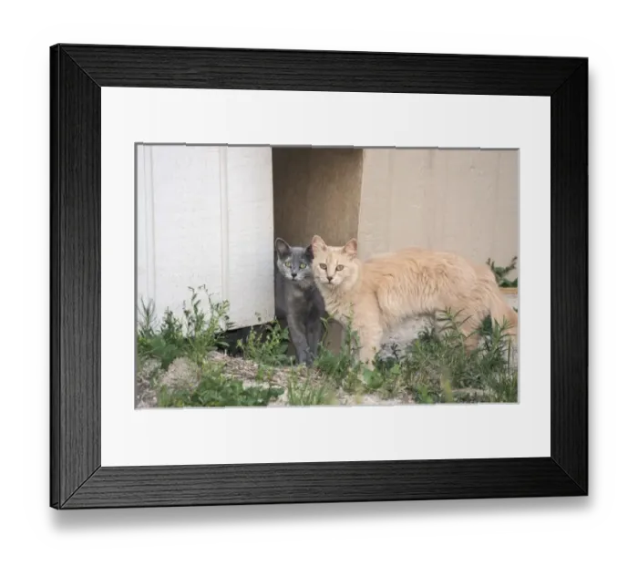 Framed Print : Two Cats watching Framed Print : Two Cats watching