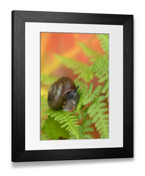 Framed Print : USA, Adirondacks, Snail on Fern in Fall. Credit as: Nancy Rotenberg / Jaynes Gallery / DanitaDelimont Framed Print : USA, Adirondacks, Snail on Fern in Fall. Credit as: Nancy Rotenberg / Jaynes Gallery / DanitaDelimont