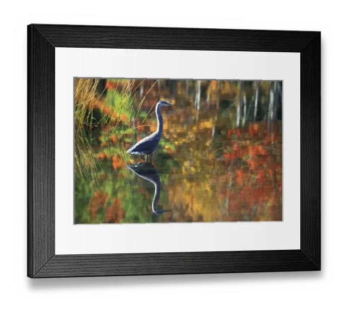 Framed Print : USA, New York, Adirondacks, Great Blue Heron in Fall Reflection Framed Print : USA, New York, Adirondacks, Great Blue Heron in Fall Reflection