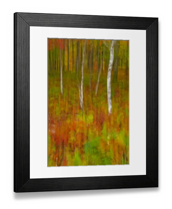 Framed Print : USA, New York, Inlet. Abstract of autumn forest scene Framed Print : USA, New York, Inlet. Abstract of autumn forest scene