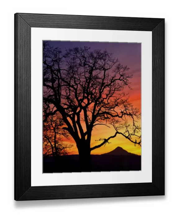 Framed Print : USA, Oregon, Columbia River Gorge National Scenic Area, Oak tree framing Mt. Hood at sunset