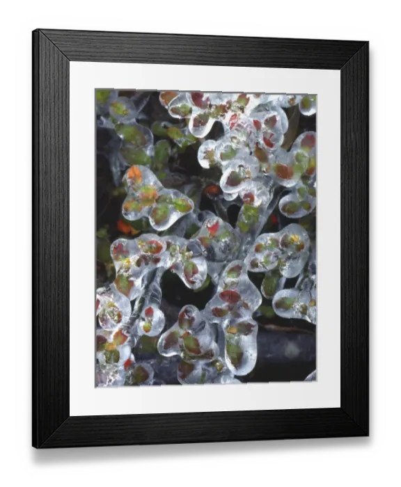 Framed Print : USA, Oregon, Portland, Azalea plants encased in ice