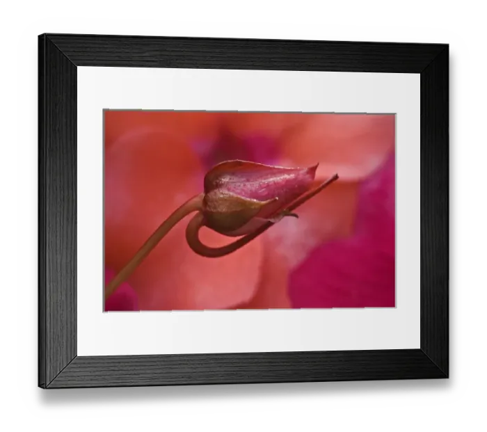 Framed Print : USA, Oregon. Close-up of ose bud with dew Framed Print : USA, Oregon. Close-up of ose bud with dew