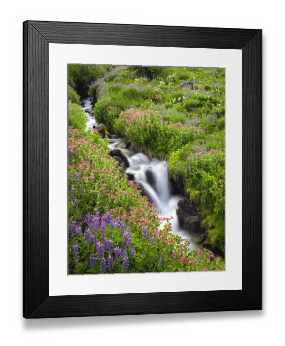 Framed Print : USA, Oregon, Mt. Hood Wilderness, Elk Cove Creek flowing through meadow of wildflowers Framed Print : USA, Oregon, Mt. Hood Wilderness, Elk Cove Creek flowing through meadow of wildflowers