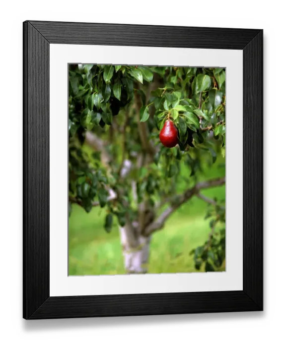 Framed Print : USA, Oregon, Hood River Valley. Red Bartlett pear on tree branch in orchard. iCredit as Framed Print : USA, Oregon, Hood River Valley. Red Bartlett pear on tree branch in orchard. iCredit as