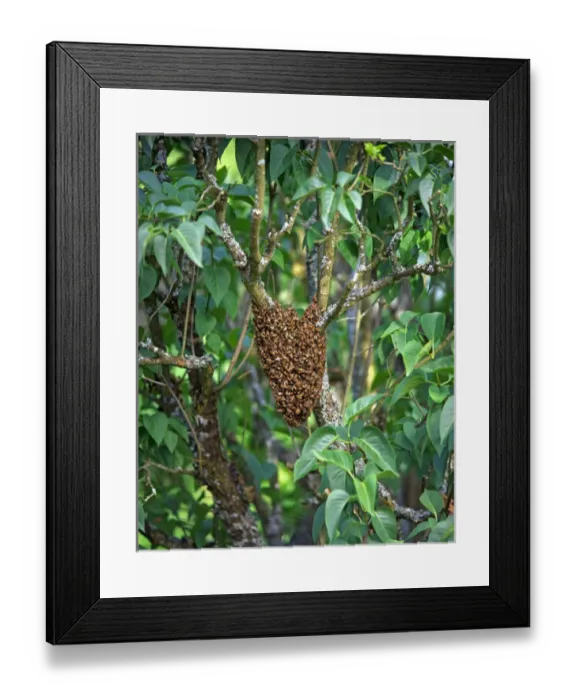 Framed Print : USA, Oregon, Multnomah County. Honey bees cluster onto lilac tree Framed Print : USA, Oregon, Multnomah County. Honey bees cluster onto lilac tree