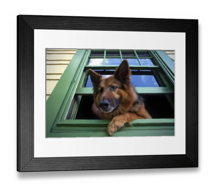 Framed Print : USA, Oregon, Portland. Griff the long-hair German shepherd looking out window. Credit as