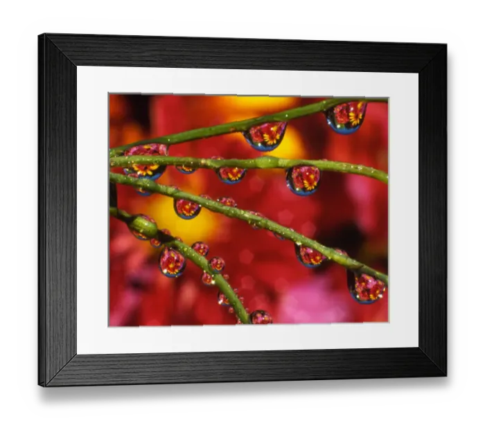 Framed Print : USA, Oregon, Portland. Garden flowers reflecting in dewdrops Framed Print : USA, Oregon, Portland. Garden flowers reflecting in dewdrops