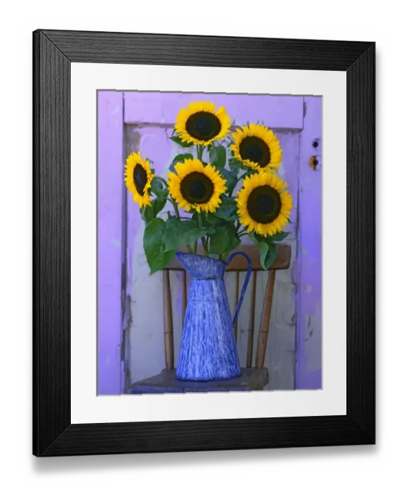 Framed Print : USA, Oregon, Willamette Valley. Fresh cut sunflowers displayed in enamelware pitcher Framed Print : USA, Oregon, Willamette Valley. Fresh cut sunflowers displayed in enamelware pitcher