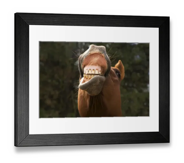 Framed Print : USA, Oregon, Seneca, Ponderosa Ranch. A horse showing his teeth Framed Print : USA, Oregon, Seneca, Ponderosa Ranch. A horse showing his teeth