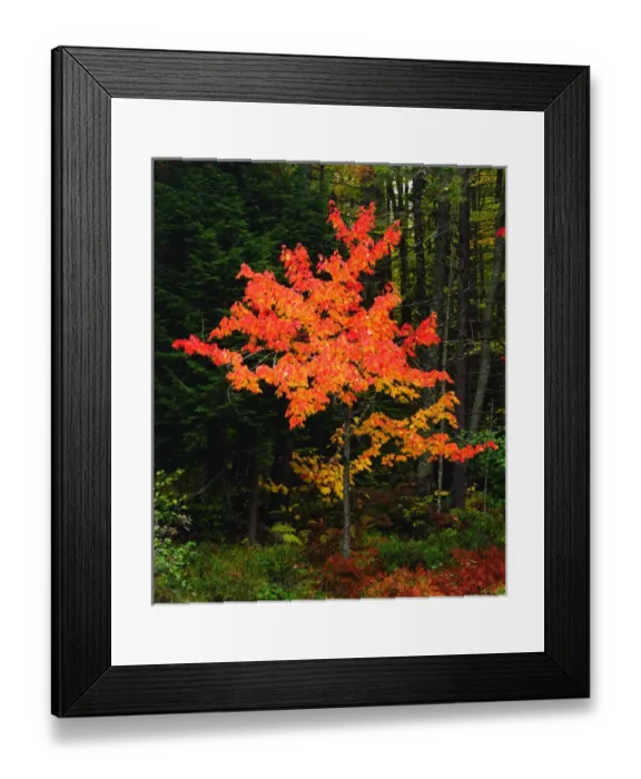 Framed Print : USA, New York, Adirondack Park, Autumn Maple trees. A