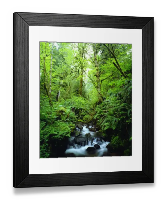 Framed Print : USA, Oregon, A Stream in an Old Growth Forest Framed Print : USA, Oregon, A Stream in an Old Growth Forest