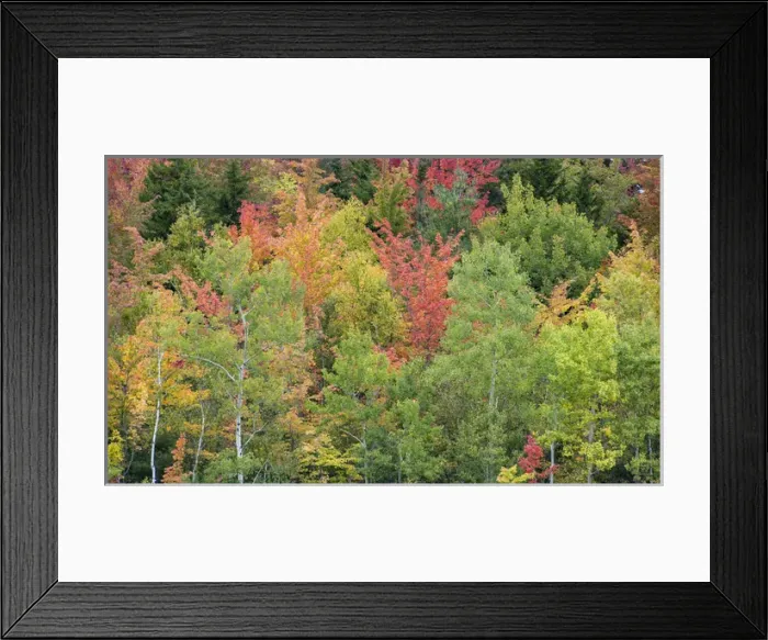 Framed Print : Fall colors in the White Mountains, New Hampshire