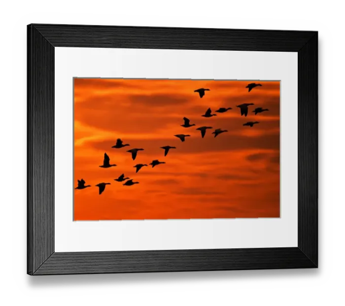 Framed Print : USA, New Jersey, Cape May. Flying birds silhouetted at sunrise Framed Print : USA, New Jersey, Cape May. Flying birds silhouetted at sunrise