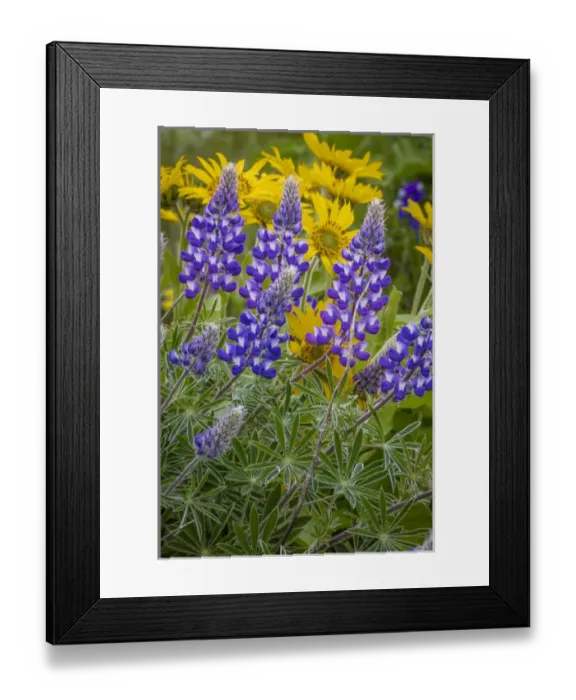 Framed Print : USA, Oregon, Tom McCall Nature Conservancy. Balsamroot and lupine flowers close-up Framed Print : USA, Oregon, Tom McCall Nature Conservancy. Balsamroot and lupine flowers close-up