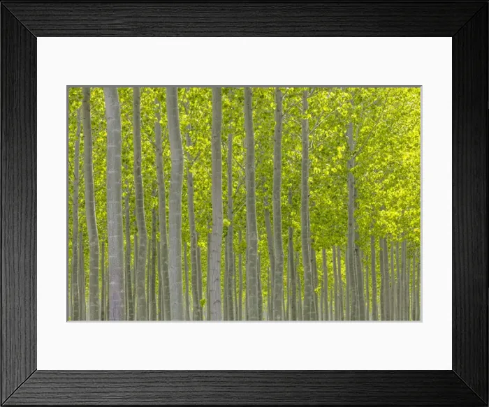 Framed Print : USA, Oregon, Boardman. Pattern of hybrid poplar trees Framed Print : USA, Oregon, Boardman. Pattern of hybrid poplar trees
