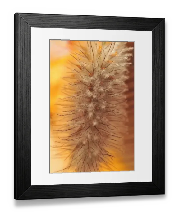 Framed Print : USA, Oregon, Portland. Close-up of rabbit s-foot clover seed Framed Print : USA, Oregon, Portland. Close-up of rabbit s-foot clover seed