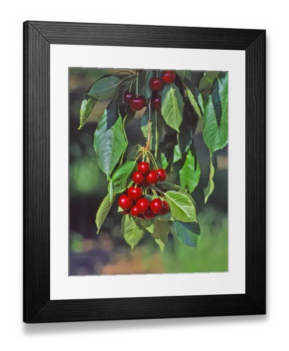 Framed Print : USA, Oregon, Mosier. Close-up of cherries hanging in tree Framed Print : USA, Oregon, Mosier. Close-up of cherries hanging in tree