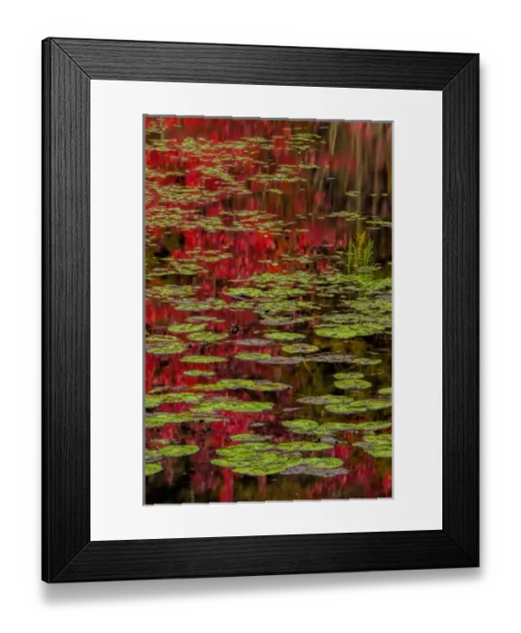 Framed Print : USA, New York, Adirondack Mountains. Lily pads and fall reflections