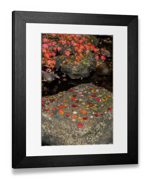 Framed Print : USA, New York, Adirondack Mountains. Autumn leaves on rock Framed Print : USA, New York, Adirondack Mountains. Autumn leaves on rock