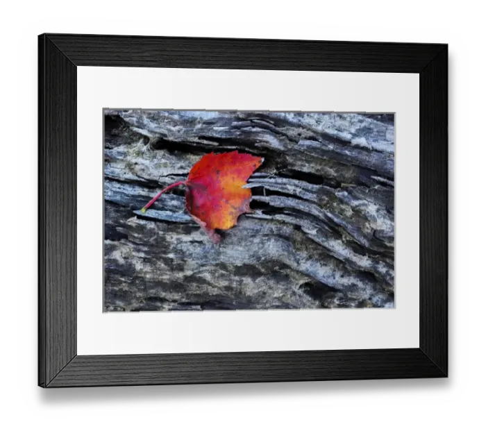 Framed Print : USA, New York, Adirondack Mountains. Leaf on dark rock Framed Print : USA, New York, Adirondack Mountains. Leaf on dark rock