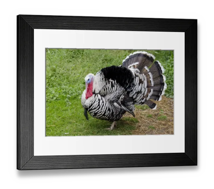 Framed Print : New York, Cooperstown, Farmers Museum. Barnyard Tom turkey. Educational, tourism Framed Print : New York, Cooperstown, Farmers Museum. Barnyard Tom turkey. Educational, tourism