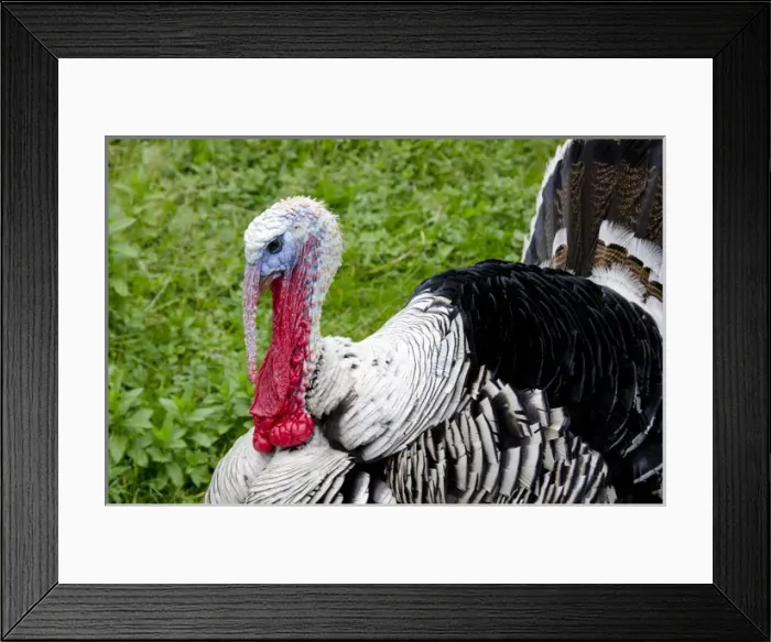 Framed Print : New York, Cooperstown, Farmers Museum. Barnyard Tom turkey. Educational, tourism
