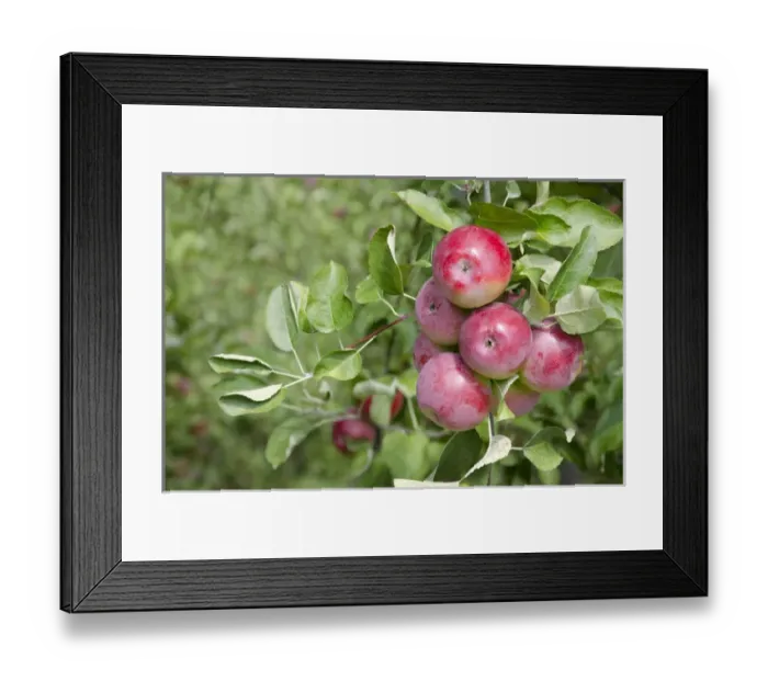 Framed Print : New York, LaFayette. Typical apple orchard in upstate New York at harvest time