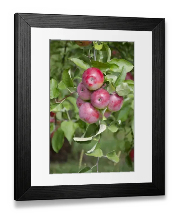 Framed Print : New York, LaFayette. Typical apple orchard in upstate New York at harvest time Framed Print : New York, LaFayette. Typical apple orchard in upstate New York at harvest time