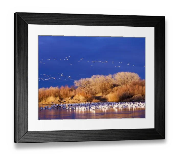 Framed Print : North America; USA; New Mexico; Bosque del Apache National Wildlife Refuge