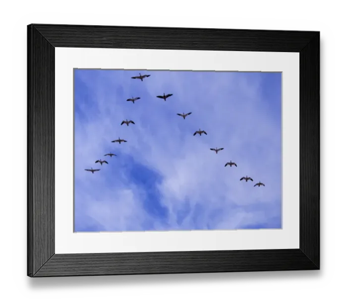 Framed Print : North America; USA; New Mexico; Bosque del Apache National Wildlife Refuge; Snow Geese