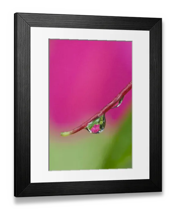 Framed Print : USA, Oregon, Shore Acres. Water droplet reflection Framed Print : USA, Oregon, Shore Acres. Water droplet reflection