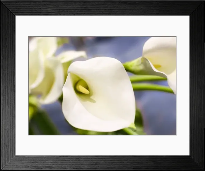 Framed Print : New York City, New York, USA. Close up of a white Lily