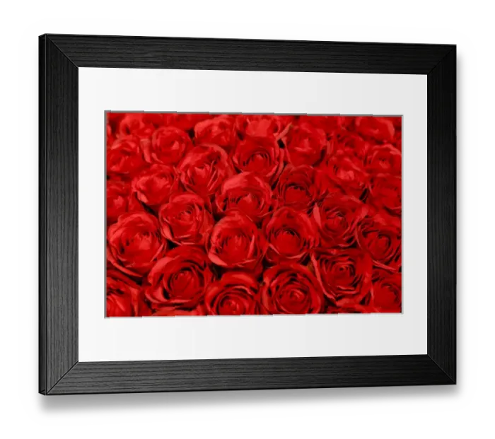 Framed Print : New York City, New York, USA. Close up of Roses Framed Print : New York City, New York, USA. Close up of Roses