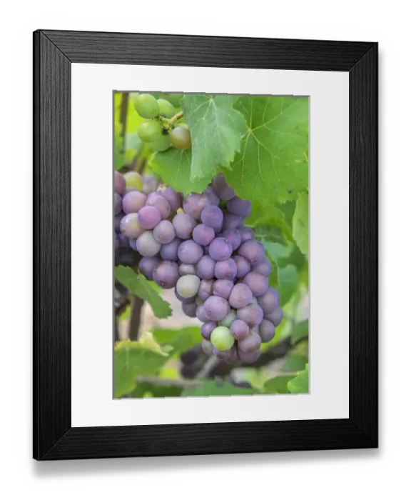 Framed Print : Grapes on vine, Anyelas Vineyard, Skaneateles, New York, USA Framed Print : Grapes on vine, Anyelas Vineyard, Skaneateles, New York, USA