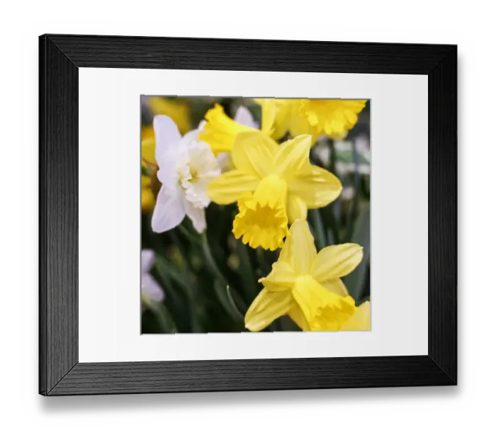 Framed Print : New York City, New York, USA. Daffodil bundle Framed Print : New York City, New York, USA. Daffodil bundle