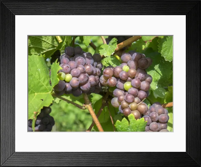 Framed Print : Grapes on vine, Anyelas Vineyard, Skaneateles, New York, USA Framed Print : Grapes on vine, Anyelas Vineyard, Skaneateles, New York, USA