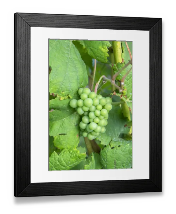 Framed Print : Grapes on vine, Anyelas Vineyard, Skaneateles, New York, USA