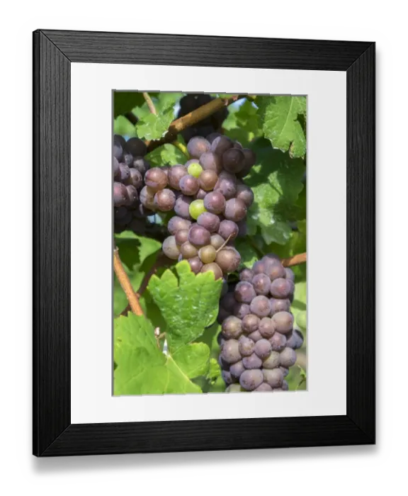 Framed Print : Grapes on vine, Anyelas Vineyard, Skaneateles, New York, USA