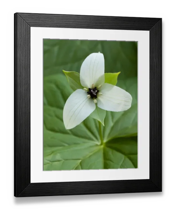 Framed Print : USA, North Carolina, Blue Ridge Parkway, White trillium blooming