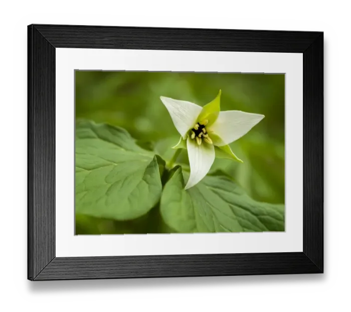 Framed Print : USA, North Carolina, Blue Ridge Parkway, White trillium blooming Framed Print : USA, North Carolina, Blue Ridge Parkway, White trillium blooming