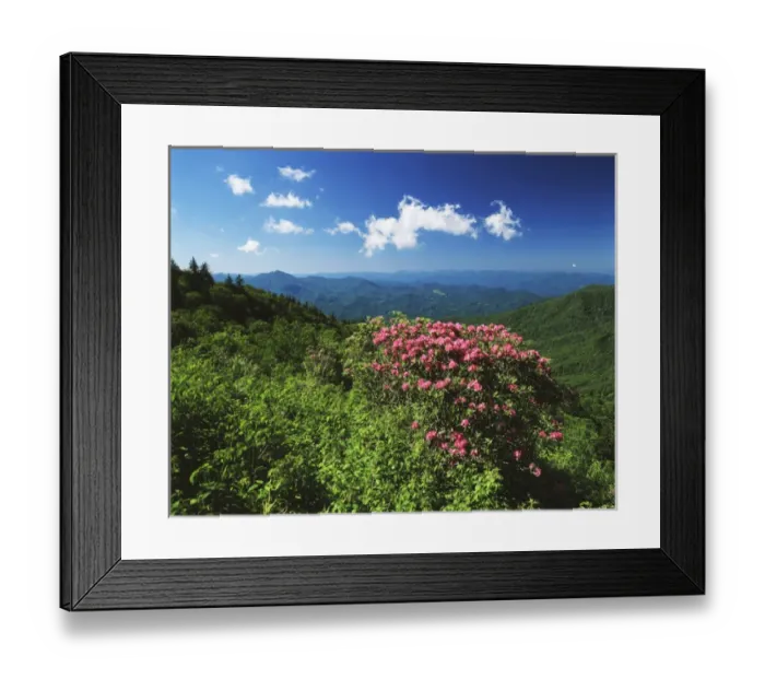 Framed Print : USA, North Carolina, Pisgah National Forest, Catawba rhododendrons along Blue Ridge Framed Print : USA, North Carolina, Pisgah National Forest, Catawba rhododendrons along Blue Ridge