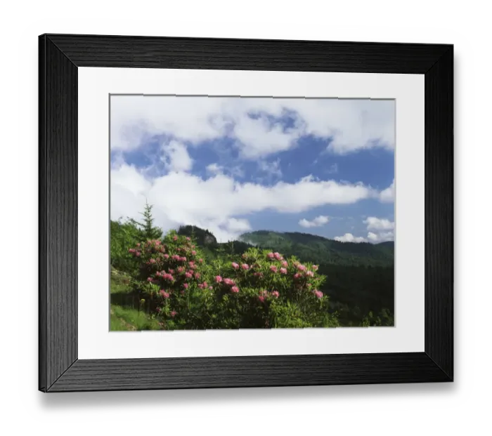 Framed Print : USA, North Carolina, Pisgah National Forest, Catawba rhododendrons along Blue Ridge Framed Print : USA, North Carolina, Pisgah National Forest, Catawba rhododendrons along Blue Ridge